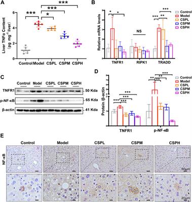 Chaihu Shugan powder alleviates liver inflammation and hepatic steatosis in NAFLD mice: A network pharmacology study and in vivo experimental validation